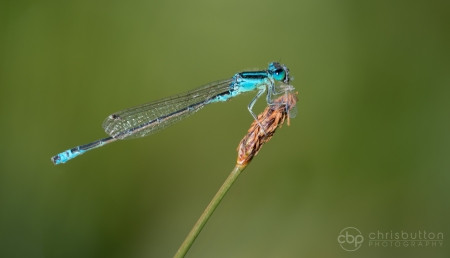 Scarce Blue-tailed Damselfly