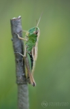 Meadow Grasshopper