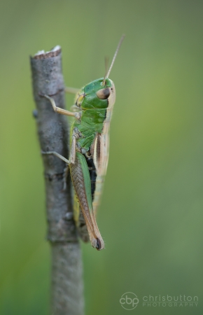 Meadow Grasshopper
