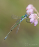 Emerald Damselfly