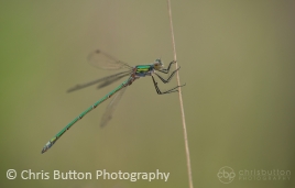Emerald Damselfly