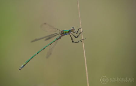 Emerald Damselfly