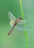 Ruddy Darter