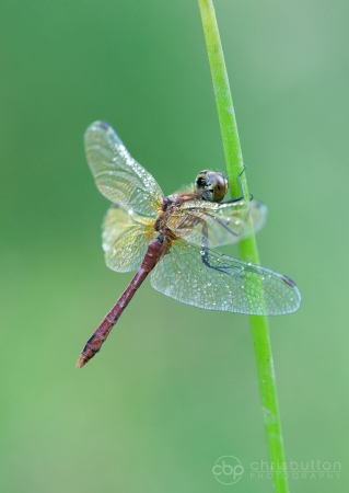Ruddy Darter