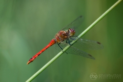 Ruddy Darter