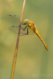 Ruddy Darter