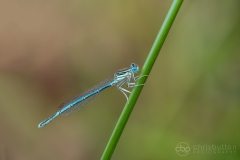 White-legged Damselfly