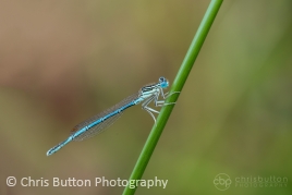 White-legged Damselfly