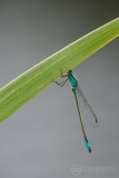 Blue-tailed Damselfly