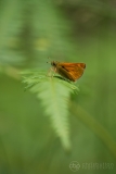 Large Skipper