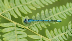 Azure Damselfly
