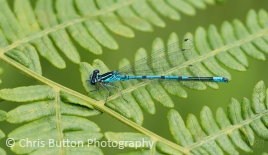 Azure Damselfly