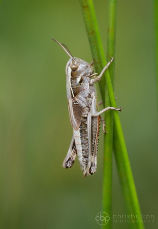 Large Marsh Grasshopper