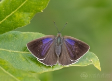 Purple Hairstreak