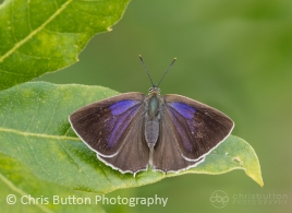Purple Hairstreak