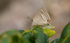 Purple Hairstreak
