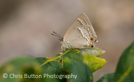 Purple Hairstreak