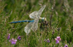 Emperor Dragonfly