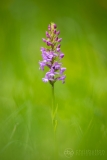 Marsh Fragrant Orchid