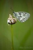 Marbled White