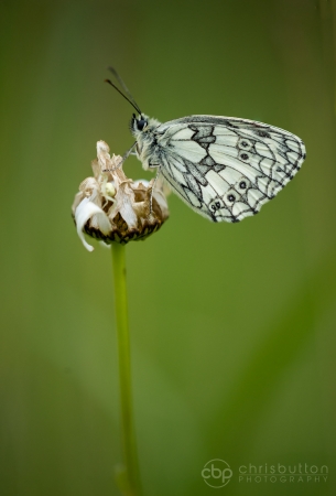 Marbled White