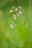 Marsh Helleborine