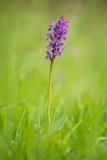 Southern Marsh Orchid
