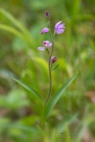 Red Helleborine