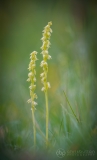 Musk Orchid