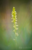 Musk Orchid