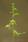 Narrow-lipped Helleborine