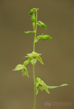 Narrow-lipped Helleborine