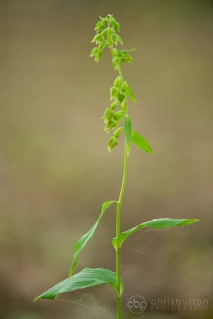 Narrow-lipped Helleborine