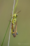 Large Marsh Grasshopper