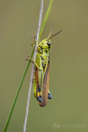 Large Marsh Grasshopper