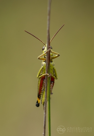 Large Marsh Grasshopper