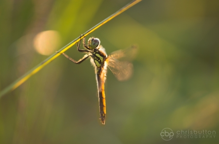 Black Darter
