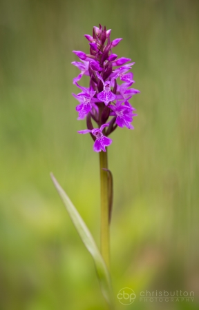 Narrow-leaved Marsh Orchid
