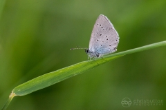 Small Blue