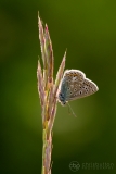 Common Blue