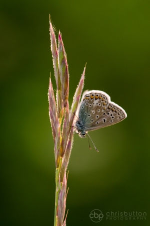 Common Blue
