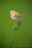 Small Heath