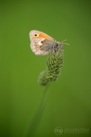Small Heath