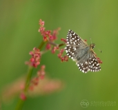 Grizzled Skipper