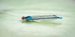 Red-eyed Damselfly