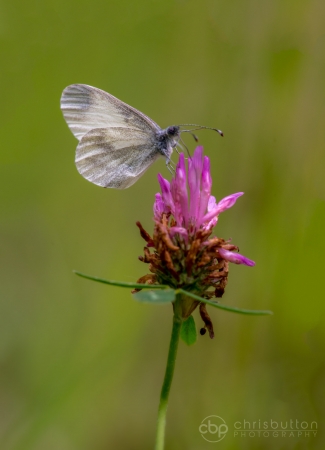 Wood White