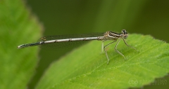 White-legged Damselfly