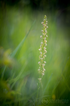 Man Orchid