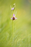 Late Spider Orchid