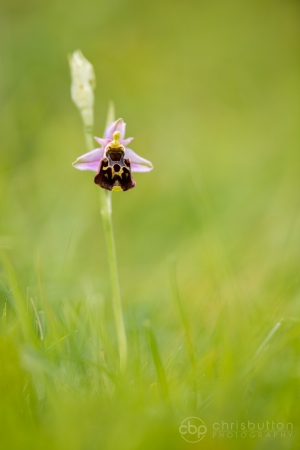 Late Spider Orchid